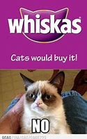Image result for Grumpy Cat Memes Funny Song