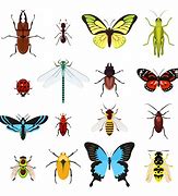 Image result for Insect Vector