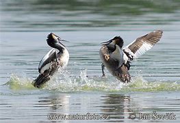 Image result for Podiceps Podicipedidae