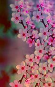 Image result for Cute Profile Pictures Flowers