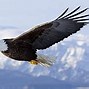 Image result for Bald Eagle Flying Wallpaper