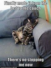 Image result for Cat On Couch Meme