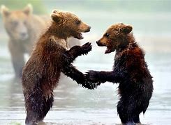Image result for Animals Cute Wallpaper Bear