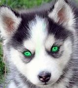 Image result for Husky with Green Eyes