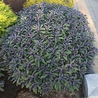 Image result for Salvia officinalis Purpurascens