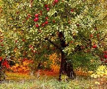 Image result for Aesthetic Apple Tree Grove