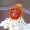 Image result for "tachinid-flies"