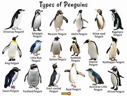 Image result for Penguin Breeds