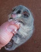 Image result for Smallest Mammal