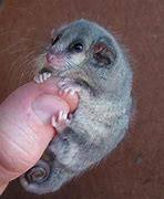 Image result for Smallest Land Animal