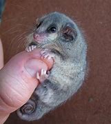 Image result for Smallest Land Animal