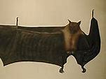 Image result for Riding a Bat Painting