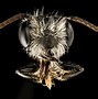 Image result for Megachile Pluto Next to Japanese Hornet