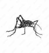 Image result for Spotted Camel Cricket