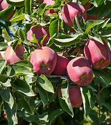 Image result for Small Red Apple Trees