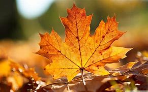 Image result for Fall Leaves
