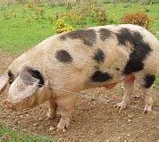 Image result for Blue Toy Chinese Phone Pig