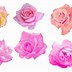 Image result for Pink Rose PNG High Resolution