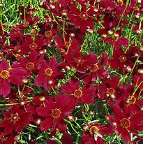 Image result for Coreopsis verticillata Ruby Red