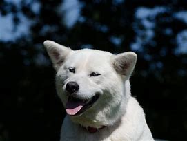 Image result for Akita Dog with Blue Eyes