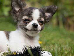 Image result for Chien Chihuahua