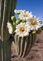 Image result for Arizona Desert Cactus Flower