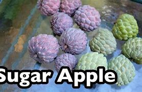 Image result for Sugar Apple Inside