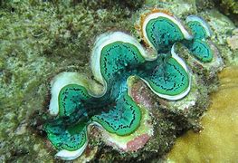 Image result for Giant Clam