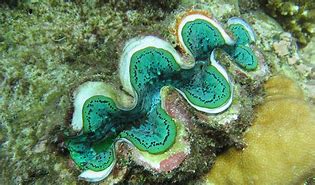 Image result for Giant Clam Ridges