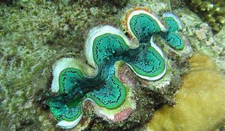 Image result for Biggest Giant Clam