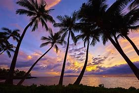 Image result for Cool Palm Tree Wallpaper