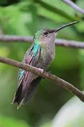 Image result for Chalybura Trochilidae