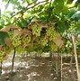 Image result for How to Plant Grape vines