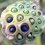 Image result for Trypophobia Bubbles