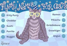 Image result for Fun Cat Names