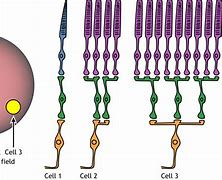 Image result for Photoreceptors Bipolar Cells Ganglion Cells