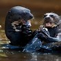 Image result for Big Beard Otter