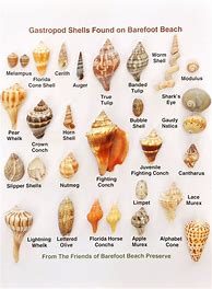 Image result for Types of Snail Shells