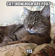 Image result for High Cat Meme
