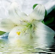 Image result for Spring Flowers Desktop Lilies
