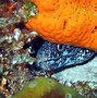 Image result for Cool Unferwater Fish iPhone Wallpaper