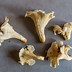 Image result for Edible Chanterelle Mushrooms