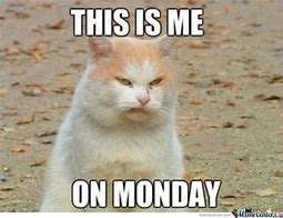 Image result for Monday Its You Again Cat Meme