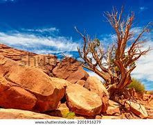 Image result for An Old Dead Tree