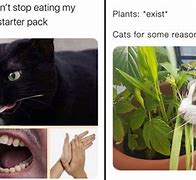 Image result for Cats and Plants Meme