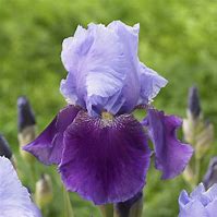 Image result for Iris Louise