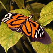 Image result for Butterfly Insect