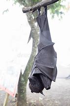 Image result for Big Bat Hanging Upside Down