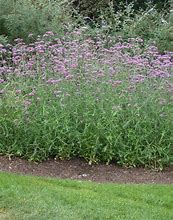 Image result for Tall Verbena