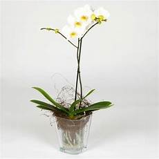 orchidea vaso trasparente vaso per orchidea orchidee vaso adatto alle orchidee orchidea vaso trasparente vaso per orchidea orchidee vaso adatto alle orchidee